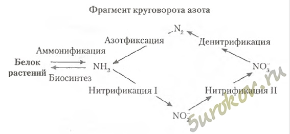 характеристика важнейших процессов, обеспечивающих круговорот азота